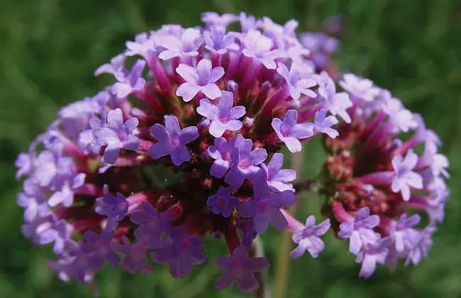 柳叶马鞭草花期和花语