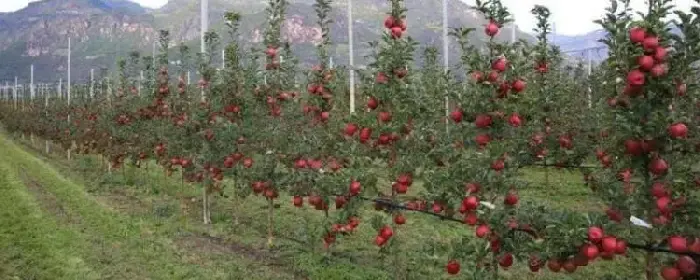 什么适合在农村种植，种植理由是什么