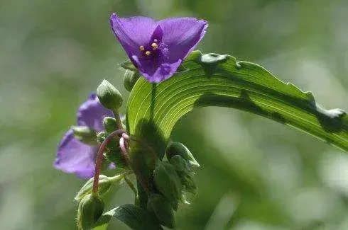 紫露草有什么花语和传说，怎样种植白花紫露草