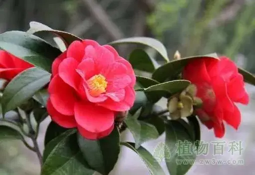 茶花花语是什么