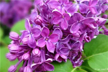 紫色丁香花的花语有哪些？