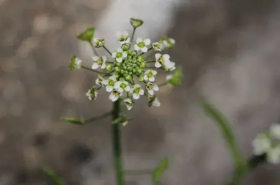 荠菜花花语