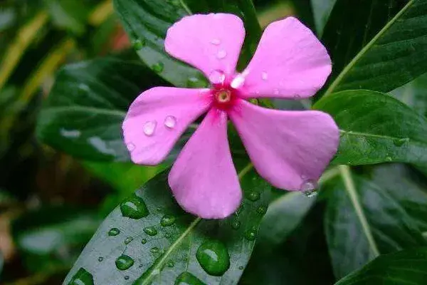 长春花花语和寓意是什么