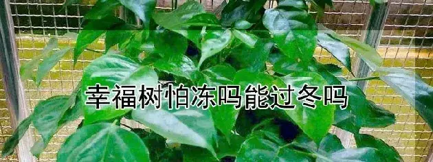 幸福树怕冻吗能过冬吗