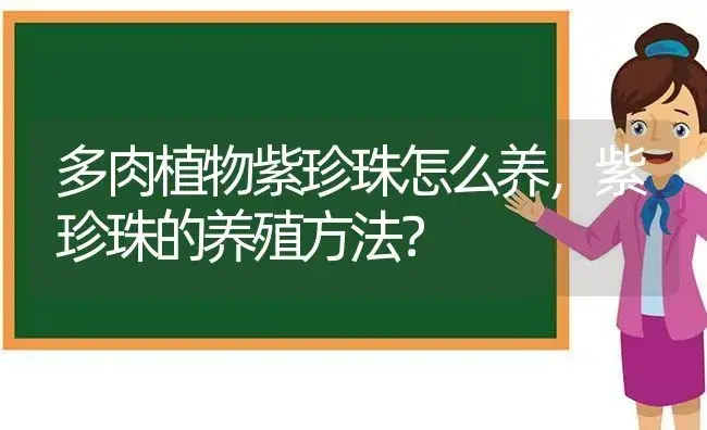 多肉植物紫珍珠怎么养,紫珍珠的养殖方法？ | 多肉养殖