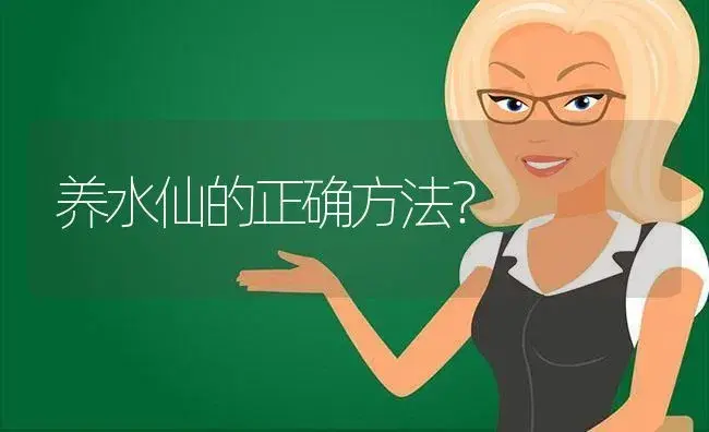 养水仙的正确方法？ | 绿植常识