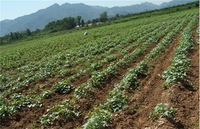 甘薯高产种植技术