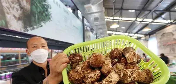 云南昆明篆新野生菌市场开街 上市野生菌量多价跌