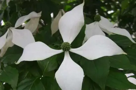 日本四照花花语：回礼 永恒