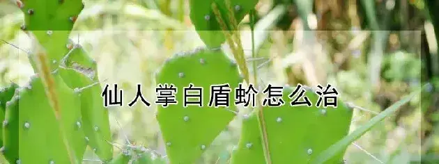 仙人掌白盾蚧怎么治