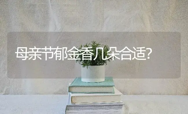 母亲节郁金香几朵合适？ | 绿植常识