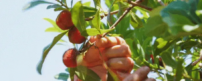 泸州哪里能够摘杨梅