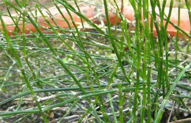 节节草的栽培对策