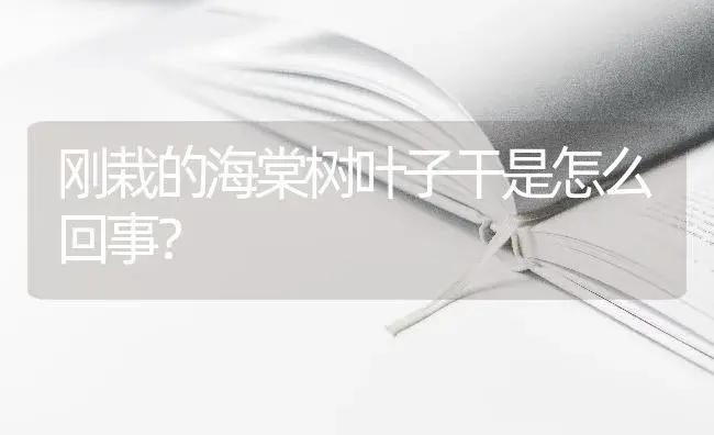 刚栽的海棠树叶子干是怎么回事？ | 绿植常识