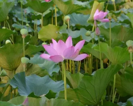 荷花的花语有哪些？