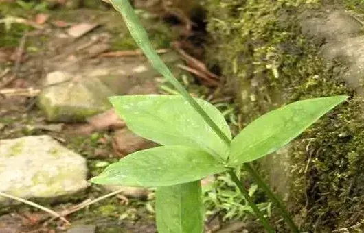 中药材半夏的高产种植技术讲解