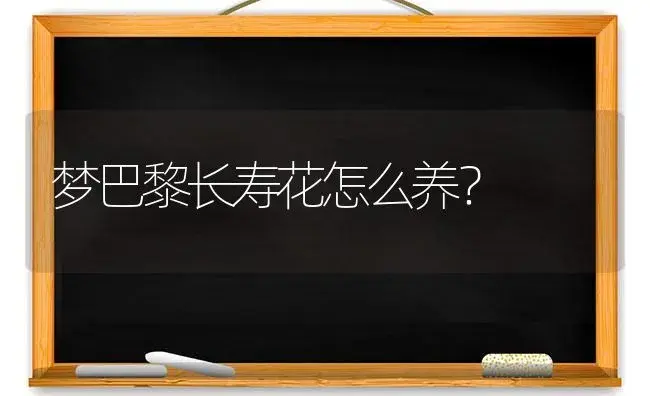 梦巴黎长寿花怎么养？ | 多肉养殖