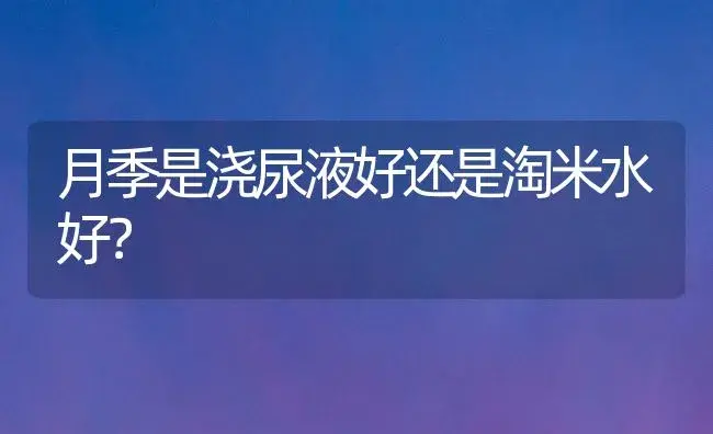 月季是浇尿液好还是淘米水好？ | 绿植常识