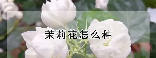 茉莉花怎么种