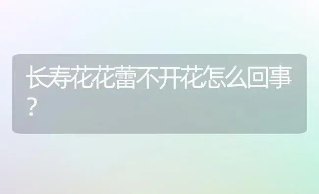 长寿花花蕾不开花怎么回事？ | 多肉养殖