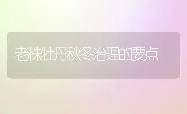 老株牡丹秋冬治理的要点 | 家庭养花