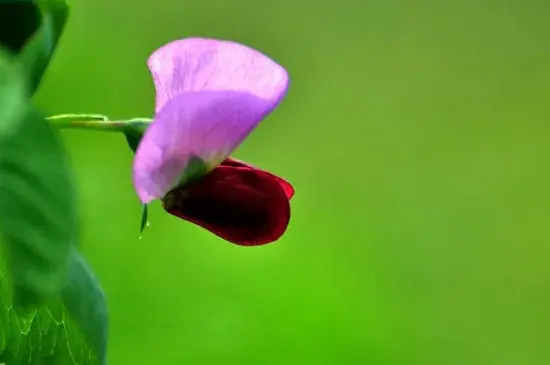 豌豆花花语