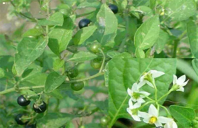 龙葵丰产种植办法