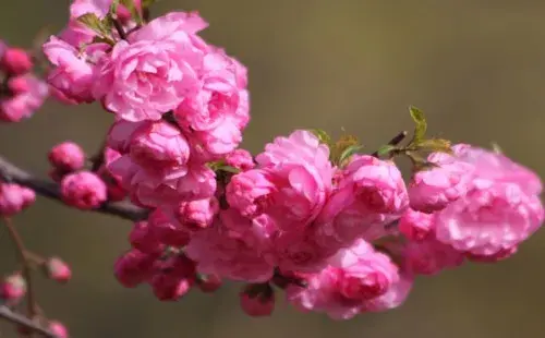 盆景知识 | 榆叶梅什么时候开花 几月开花