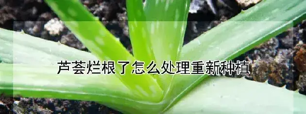 芦荟烂根了怎么处理重新种植