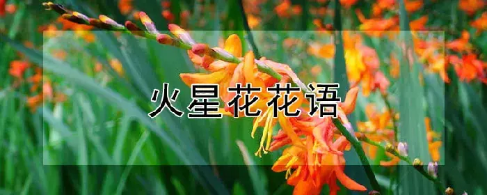 火星花花语