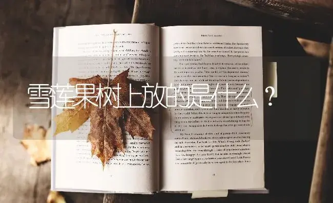 雪莲果树上放的是什么？ | 多肉养殖