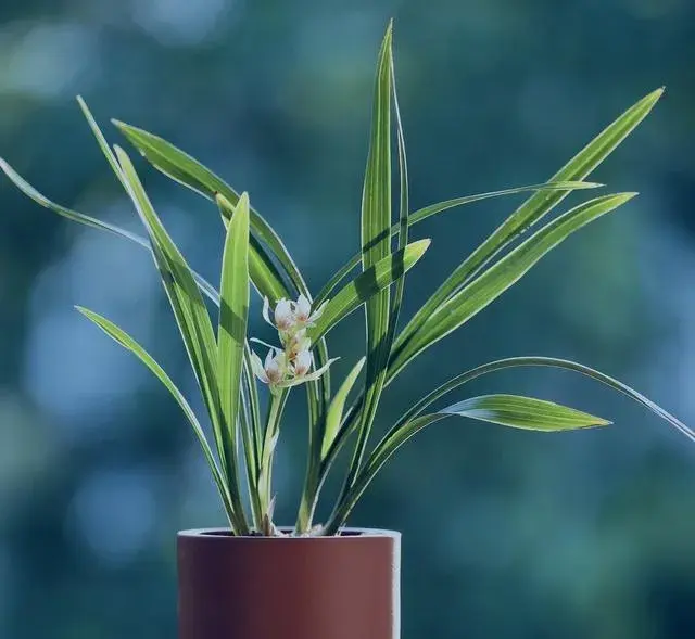 秋季如何给兰花浇水？