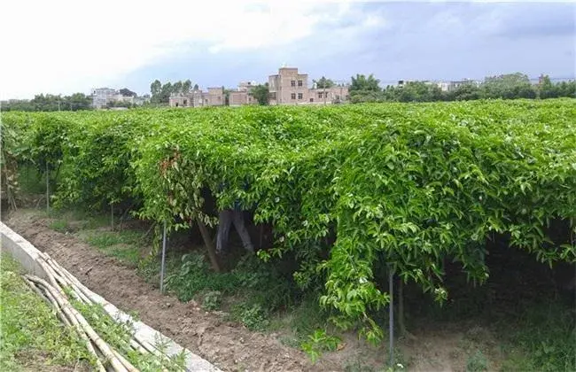 百香果种植管理技术