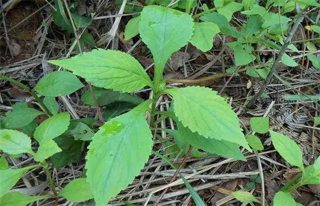 败酱草的栽培技术