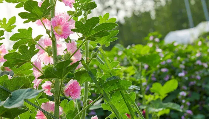 蜀葵花的花语和寓意 蜀葵的花语和寓意是什么