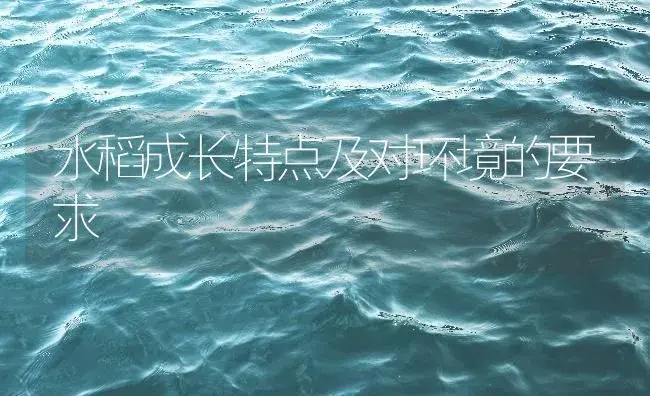 水稻成长特点及对环境的要求 | 农作物种植