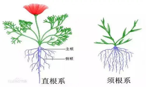 盆栽修剪 | 修根方法：多肉植物如何修根