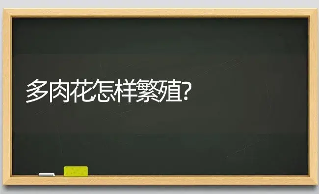 多肉花怎样繁殖？ | 多肉养殖