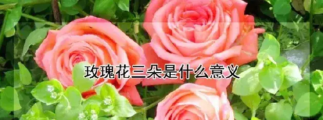 玫瑰花三朵是什么意义