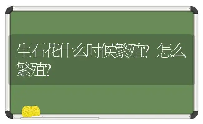 生石花什么时候繁殖？怎么繁殖？ | 多肉养殖