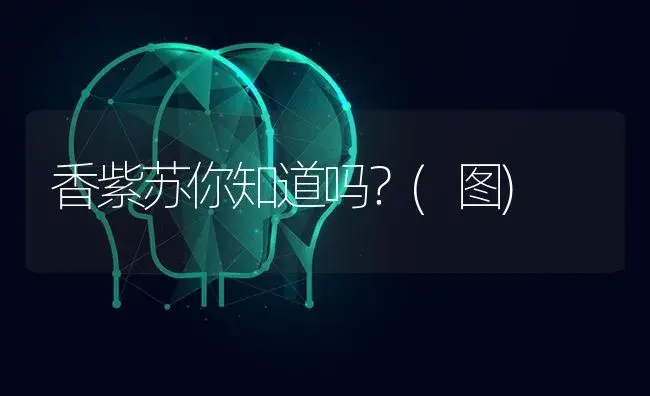 香紫苏你知道吗？(图) | 特种种植