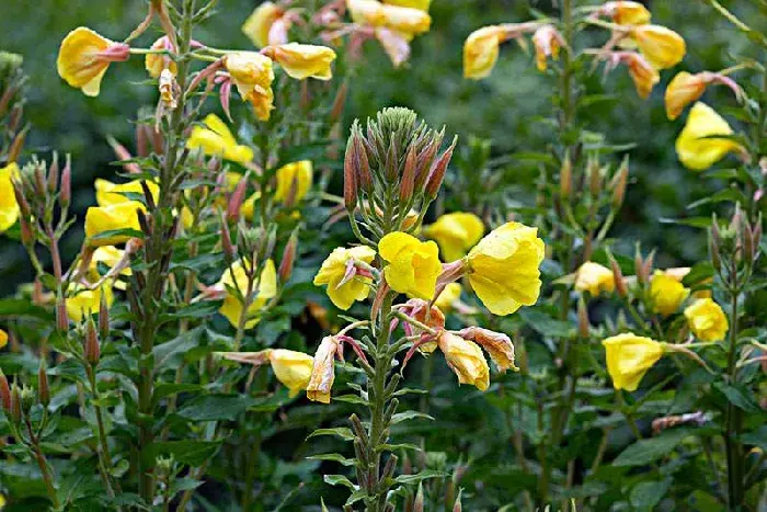 月见草花语，怎样栽培月见草