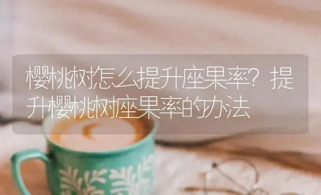 樱桃树怎么提升座果率？提升樱桃树座果率的办法 | 果木种植