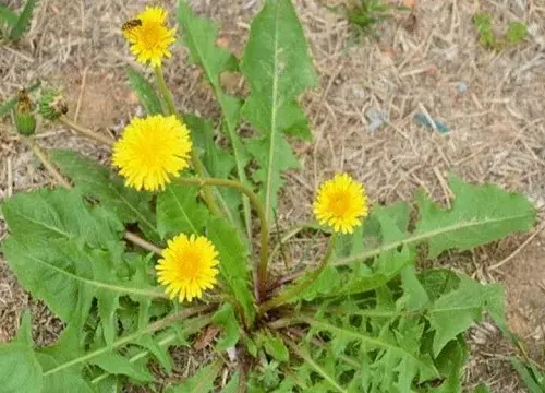 表示坚韧的花 花语是坚韧的花有哪些？