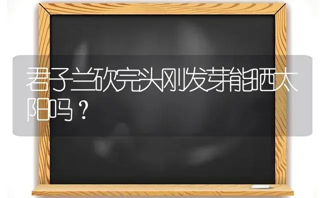 君子兰砍完头刚发芽能晒太阳吗？ | 绿植常识