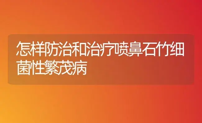 怎样防治和治疗喷鼻石竹细菌性繁茂病 | 家庭养花