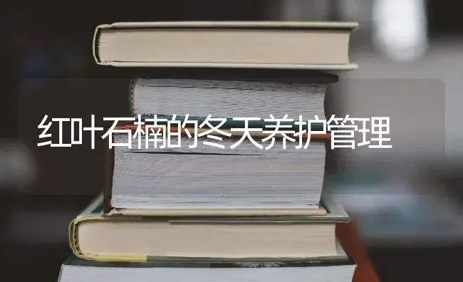 红叶石楠的冬天养护管理 | 特种种植