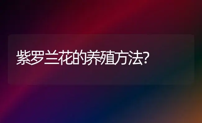 紫罗兰花的养殖方法？ | 绿植常识