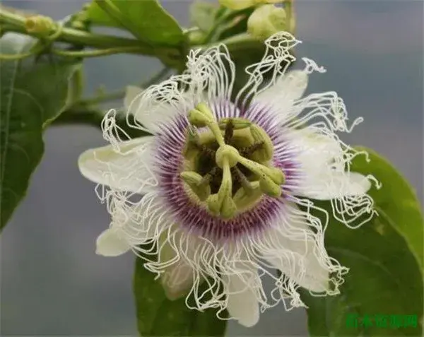 罗汉果花开花时间和图片 罗汉果的花语和寓意