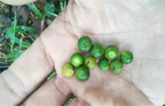 橙子保花保果技术